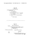 DNA-transfection system for the generation of infectious influenza virus diagram and image