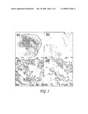 Methods and Compositions for Removal of Arsenic and Heavy Metals From Water diagram and image