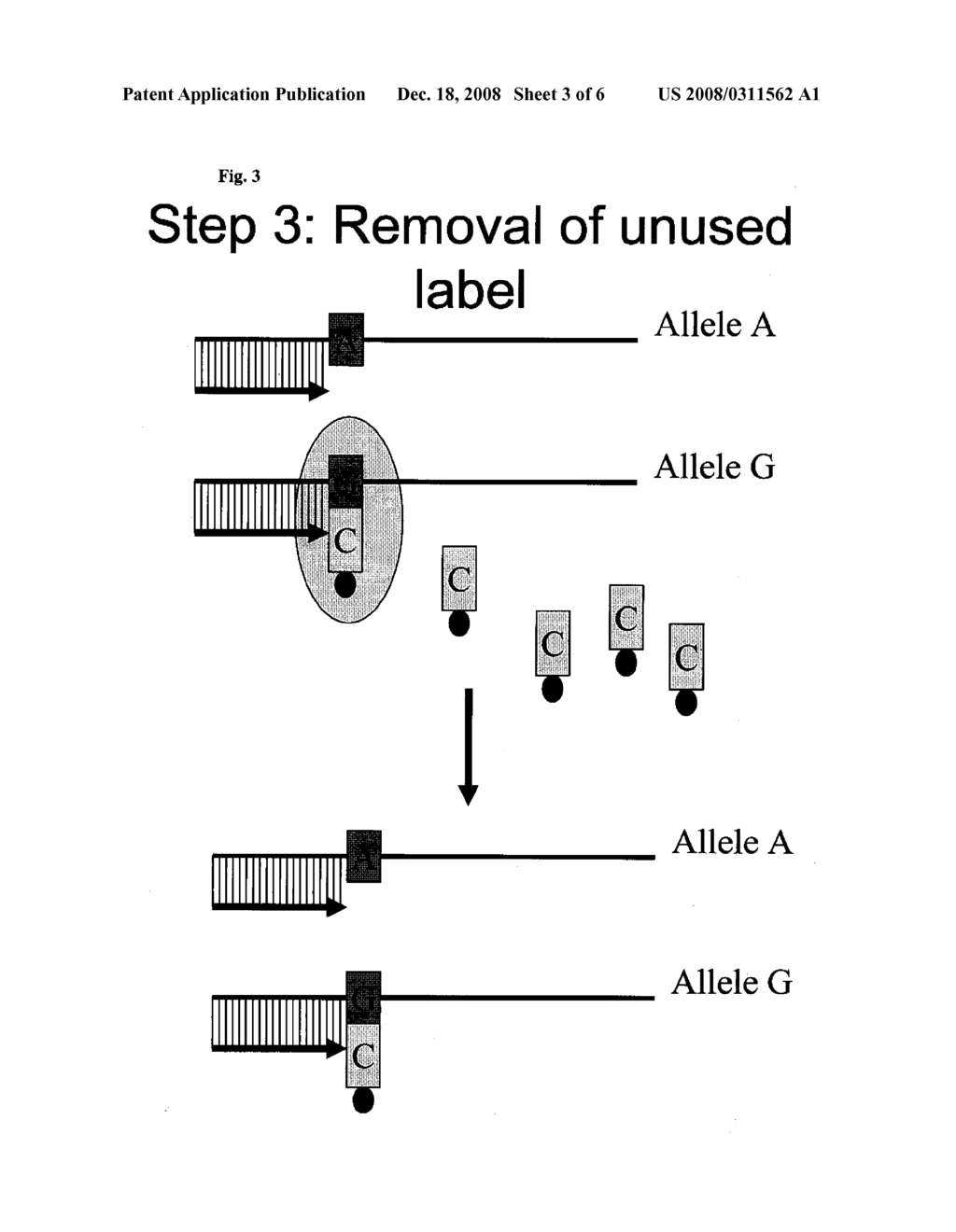 Nucleic Acid Sequencing - diagram, schematic, and image 04