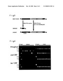 CHROMOSOME MANIPULATION METHOD diagram and image