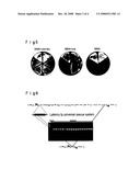 CHROMOSOME MANIPULATION METHOD diagram and image