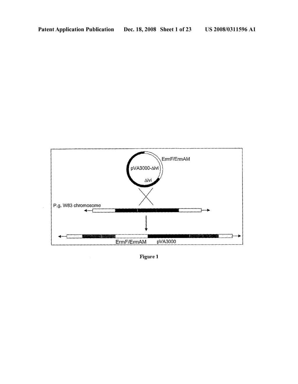 Genes of Porphyromonas Gingivalis W83 Involved in Invasion of Human Cells - diagram, schematic, and image 02