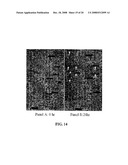 Microarray, System, and Method for Detecting, Identifying, and Quantitating Micro-Rnas diagram and image