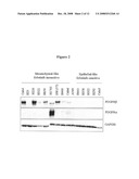 Biological markers predictive of anti-cancer response to kinase inhibitors diagram and image