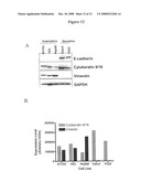 Biological markers predictive of anti-cancer response to kinase inhibitors diagram and image