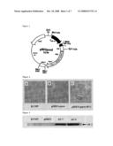 Method for Differentiating Mesenchymal Stem Cells Into Steroid-Producing Cells diagram and image