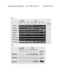 Method for Differentiating Mesenchymal Stem Cells Into Steroid-Producing Cells diagram and image