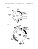 Method for Differentiating Mesenchymal Stem Cells Into Steroid-Producing Cells diagram and image