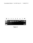 The Rice Bentazon and Sulfonylurea Herbicide Resistant Gene Cyp81a6 diagram and image