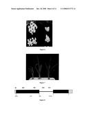 The Rice Bentazon and Sulfonylurea Herbicide Resistant Gene Cyp81a6 diagram and image