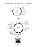 The Rice Bentazon and Sulfonylurea Herbicide Resistant Gene Cyp81a6 diagram and image