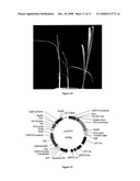 The Rice Bentazon and Sulfonylurea Herbicide Resistant Gene Cyp81a6 diagram and image