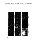 Soybean EF1A Promoter and Its Use in Constitutive Expression of Transgenic Genes in Plants diagram and image