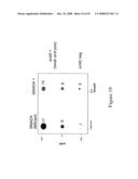 Compositions and methods for inhibiting growth of smad4-deficient cancers diagram and image