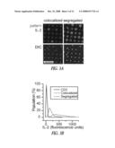 Micropatterned T cell stimulation diagram and image