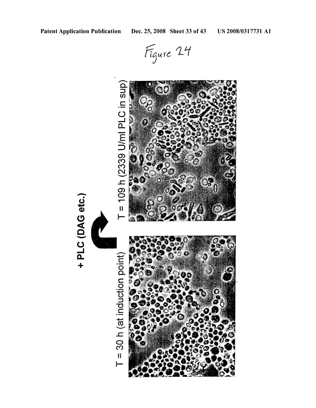 Phospholipases, Nucleic Acids Encoding Them and Methods for Making and Using Them - diagram, schematic, and image 34