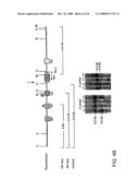 Method for Treating Skeletal Disorders Resulting from Fgfr Malfunction diagram and image