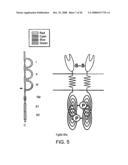 Method for Treating Skeletal Disorders Resulting from Fgfr Malfunction diagram and image