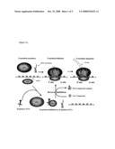 Cell Based Methods And Systems For The Identification Of Rna Regulatory Sequences And Compounds That Modulate Their Functions diagram and image