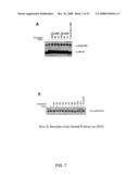 Cell Free Screening Assay and Methods of Use diagram and image