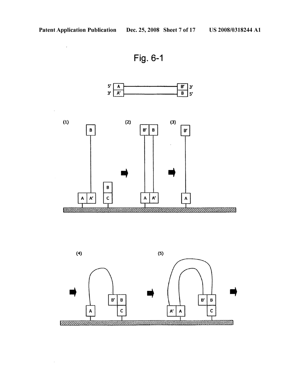 Large-scale parallel nucleic acid analysis method - diagram, schematic, and image 08