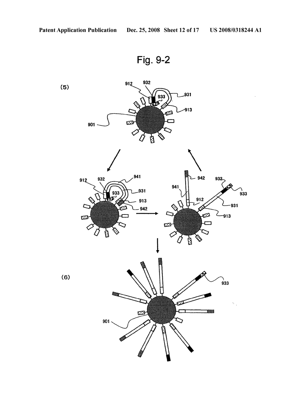 Large-scale parallel nucleic acid analysis method - diagram, schematic, and image 13