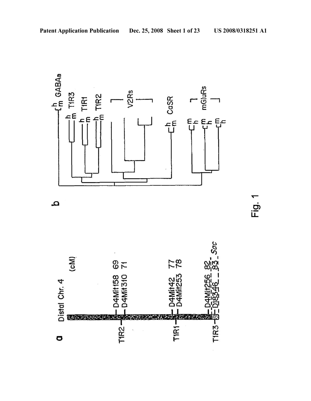 Mammalian Sweet And Amino Acid Heterodimeric Taste Receptors - diagram, schematic, and image 02