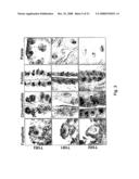 Mammalian Sweet And Amino Acid Heterodimeric Taste Receptors diagram and image