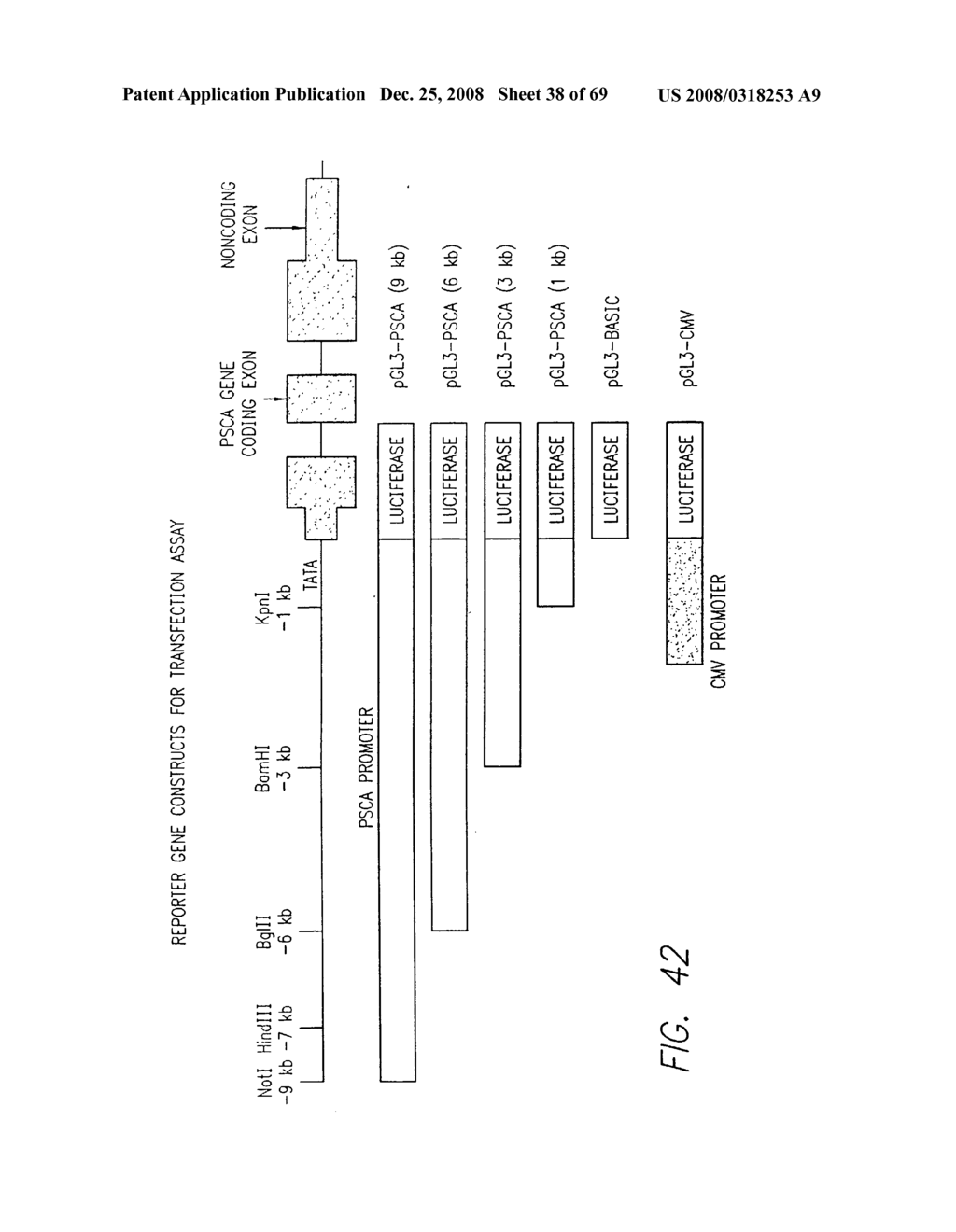 PSCA prostate stem cell antigen and uses thereof - diagram, schematic, and image 39