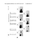 PSCA prostate stem cell antigen and uses thereof diagram and image