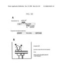 PSCA prostate stem cell antigen and uses thereof diagram and image