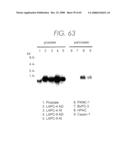 PSCA prostate stem cell antigen and uses thereof diagram and image