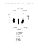 PSCA prostate stem cell antigen and uses thereof diagram and image