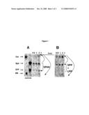 Fluorescent Labeled Sphingosines diagram and image