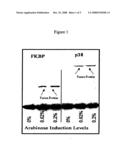 Uncoupling of DNA insert propagation and expression of protein for phage display diagram and image