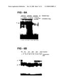 Antiproliferative activity of G-rich oligonucleotides and method of using same to bind to nucleolin diagram and image