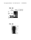 Antiproliferative activity of G-rich oligonucleotides and method of using same to bind to nucleolin diagram and image