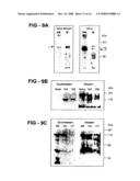 Antiproliferative activity of G-rich oligonucleotides and method of using same to bind to nucleolin diagram and image