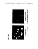 Antiproliferative activity of G-rich oligonucleotides and method of using same to bind to nucleolin diagram and image