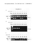 Antisense oligonucleotides against thymidylate synthase diagram and image