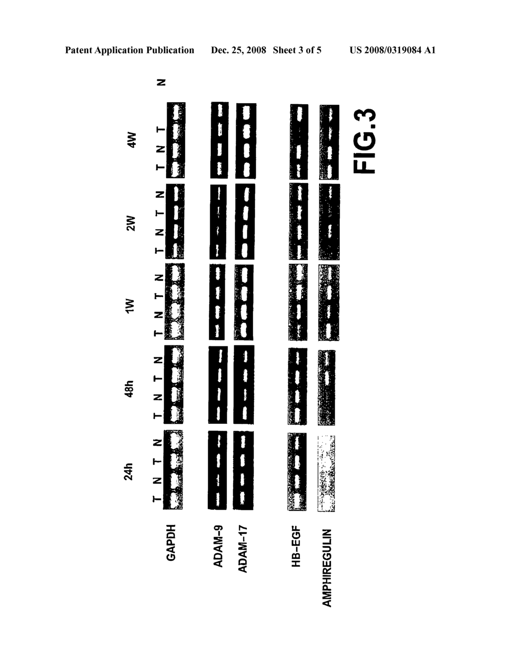 Wrinkling Prevention or Remedy with Adam Activity Inhibiting Substance - diagram, schematic, and image 04