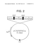 RECOMBINASE-EXPRESSING CELLS diagram and image