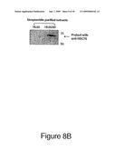HSC70 directed diagnostics and therapeutics for multidrug resistant neoplastic disease diagram and image