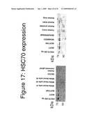 HSC70 directed diagnostics and therapeutics for multidrug resistant neoplastic disease diagram and image