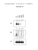 Cytotoxicity mediation of cells evidencing surface expression of CD44 diagram and image