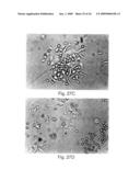 Methods of controlling proliferation and differentiation of stem and progenitor cells diagram and image