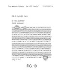 TLR AGONIST (FLAGELLIN)/CD40 AGONIST/ANTIGEN PROTEIN AND DNA CONJUGATES AND USE THEREOF FOR INDUCING SYNERGISTIC ENHANCEMENT IN IMMUNITY diagram and image