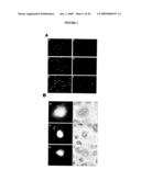 Dek Protein Compositions and Methods of Using the Same diagram and image