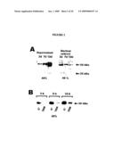 Dek Protein Compositions and Methods of Using the Same diagram and image