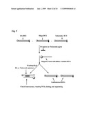 METHODS AND COMPOSITIONS FOR PROCESSES OF RAPID SELECTION AND PRODUCTION OF NUCLEIC ACID APTAMERS diagram and image